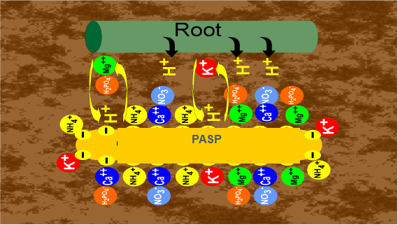 聚天冬氨酸促根原理图解