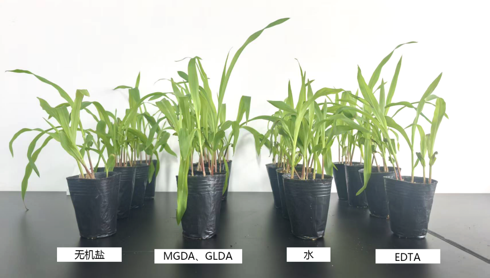 远联化工glda和mgda 对于植物长势与其他产品对比
