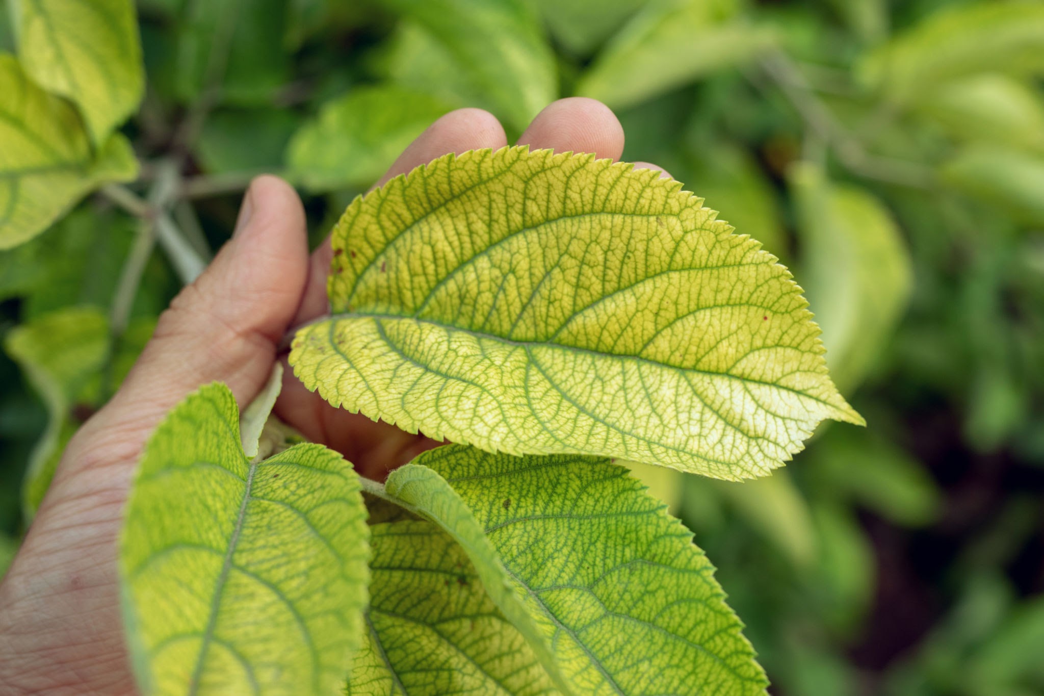 植物缺铁的黄叶病