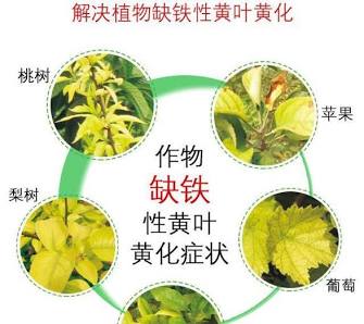常见作物因生理性缺铁引发的黄化现象